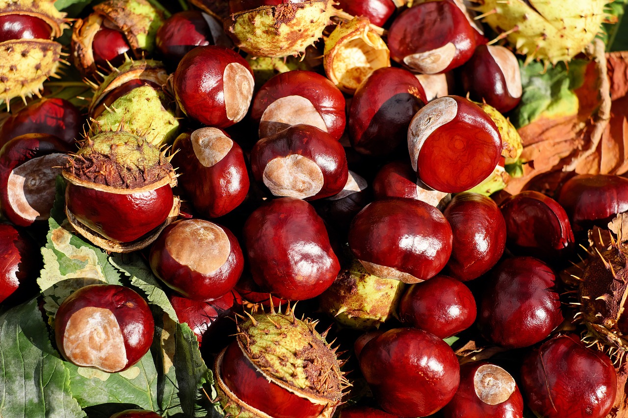 How Eating Insects Could Help the Environment